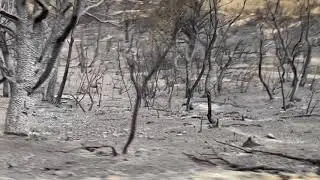 2020 Horse fire near Crown King