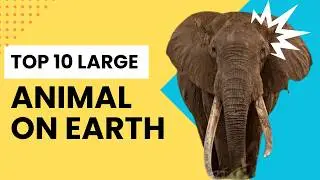 World's Biggest Beasts: Top 10 Largest Creatures Ever!