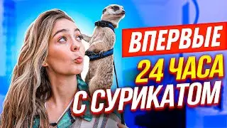 ВПЕРВЫЕ - КОРМЛЮ СУРИКАТА ГОЛОВОЙ КУРИЦЫ 🐔