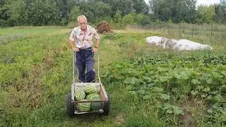Watermelon season in the Ryazan region 2020