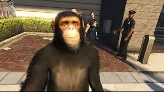 Chimp pranks the Police