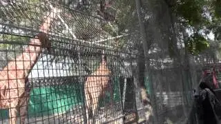 Dubai ZOO