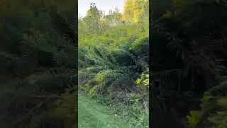 Lots to see- beautiful trail - the grass❤️