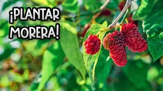 Como Y Cuando Plantar Una Morera : Cuidados Y Necesidades De Este Árbol || La Huertina De Toni