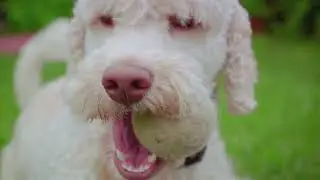 Goldendoodles Vs. Labradoodles: A furry face off 😀