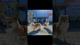 Всегда вместе 😈 #corgi #corgipuppy #reels #instagram #шелти #рекомендации #shorts