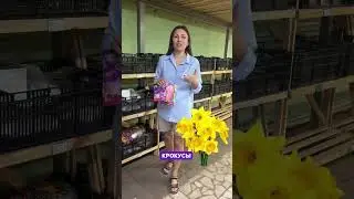 Что осенью посадишь, то по весне и украсит сад❤️