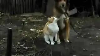 Видео про смешных животных😂🐕🐈
