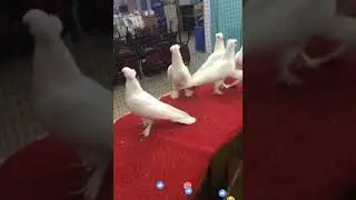 Kuş Mezatı - Oyunlu kuşlar - eşref eşiyok