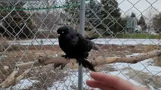 3163 older cockbird
