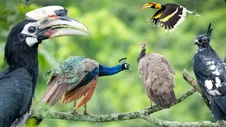 Birds of  Mahananda Wildlife Sanctuary 2024 | Some birds of North Bengal | Wildlife Photography |