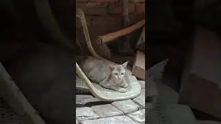 TOM AND JERRY