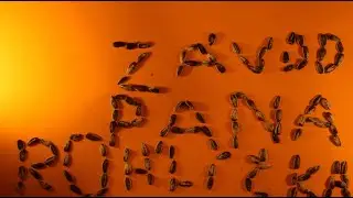 Závod pana Rohlíčka a Toustíka