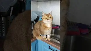 Как зовут вашего? #funny #pets #kitten #cute #funnycats #animals #catlover #cutecat #cat #смешнойкот