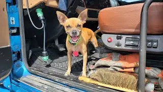 Walking the Dog * Engine Overhaul + Pedro is Awesome!