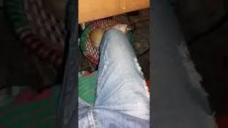 cute cat bd