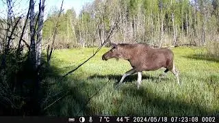 20240518 лось шуганулся какой-то тени. Фыркает как лошадь