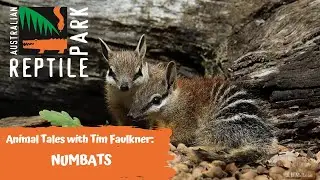 ANIMAL TALES WITH TIM FAULKNER | EPISODE 41 | NUMBATS!