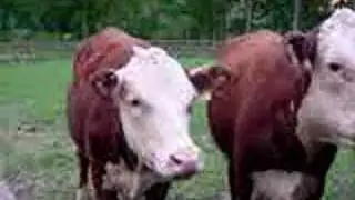 Ryan Farm, USA our pet Cows/Heifers