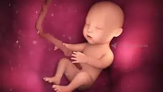 Biology Animation Video | 2D Medical Animation Company | 3D Animation Studio in Chennai
