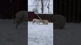 Ума и Моня - алабайские игрища 