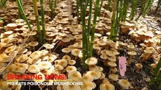 Bad mushrooms