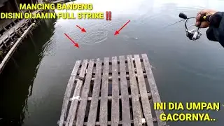 Mancing Bandeng Dijamin  Strike Terus Pake Umpan Ini‼️Tambak Wakid Jaya dekat Bandara Semarang