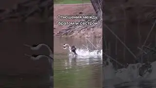 Дружат ли ваши дети?
