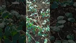3.08.23 пожнивна гречка