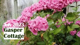 Lush growth in the July Cottage Garden