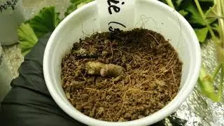 Новые неукорененные черенки пеларгоний от Марины Орловской.