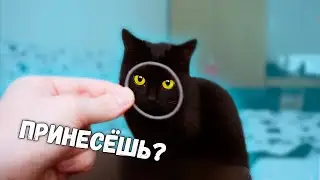 I THROW A TOY to the cat and she BRINGS IT. Animal jokes / SANI vlog