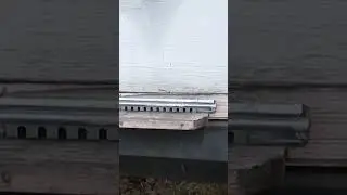 Ловля мышей на пасеке Декабрь на пасеке Мыши в улье 