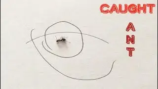 ANT, CAUGHT IN PEN CIRCLE - ANT CIRCLE TEST