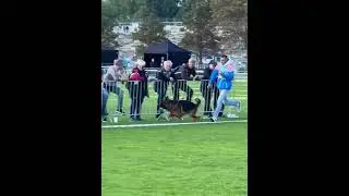 VA7 Youles von Aducht (*Kaspar von Tronje - *Raica vom Eichenplatz) - BAZS 2022 Nurnberg - Stand