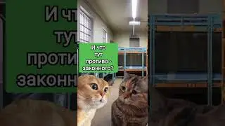 Любитель лебедей #животные #animals #pet #animal #мемныекоты #мем #анекдот #котыговорят #коты #кот