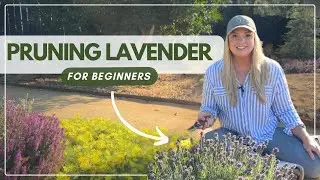 How to Prune Lavender: A Beginner's Guide