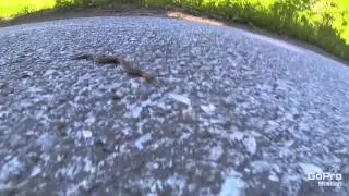 GoPro -  The Search For The Snake