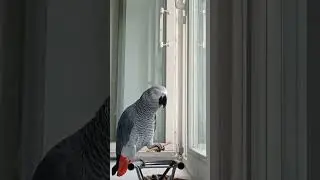 Попугай Гоша