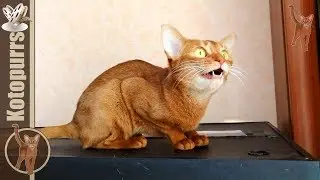 Aby cat is looking out for birds [kotopurrs]