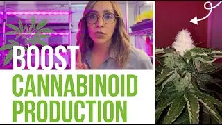 Boosting Cannabinoid Production: Best LED Lighting Techniques