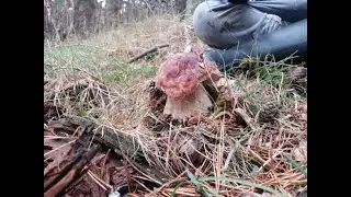 boletus xl