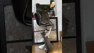 体操运动员