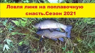 Tench fishing from the shore with a float tackle. Features of tench fishing. Successful exit. Sea...