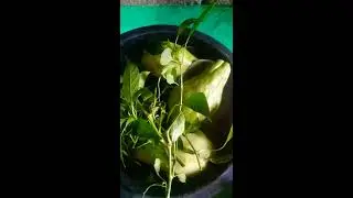 Tinolang manok na may lemon grass at basil leaves .(yummy)