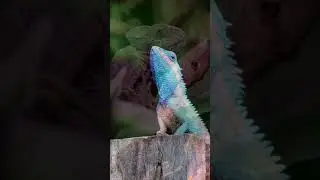Interesting Chameleon