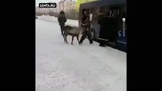 В Норильске северный олень решил прокатиться на автобусе