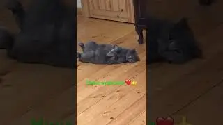 Ника отдыхает