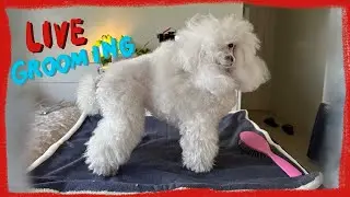RAW Grooming Live with my Toy Poodle