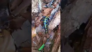 Zaskakujące spotkanie - salamandra plamista
